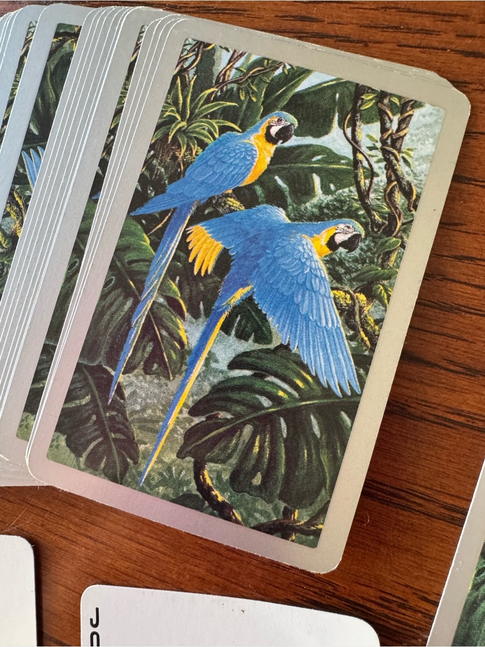 Vintage Parrot Pair Playing Cards Photo Photograph Congress Jokers Made In Spain